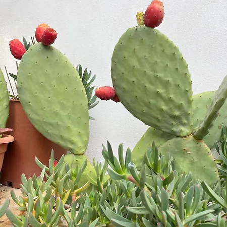 Salento Magic 別荘 *