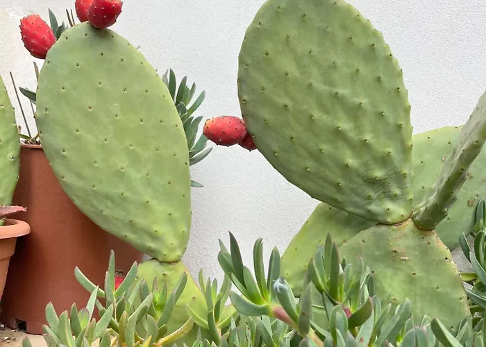 Salento Magic Tatil Evi *